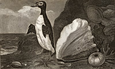 The Penguin with the conch and other shells and sponges by English School